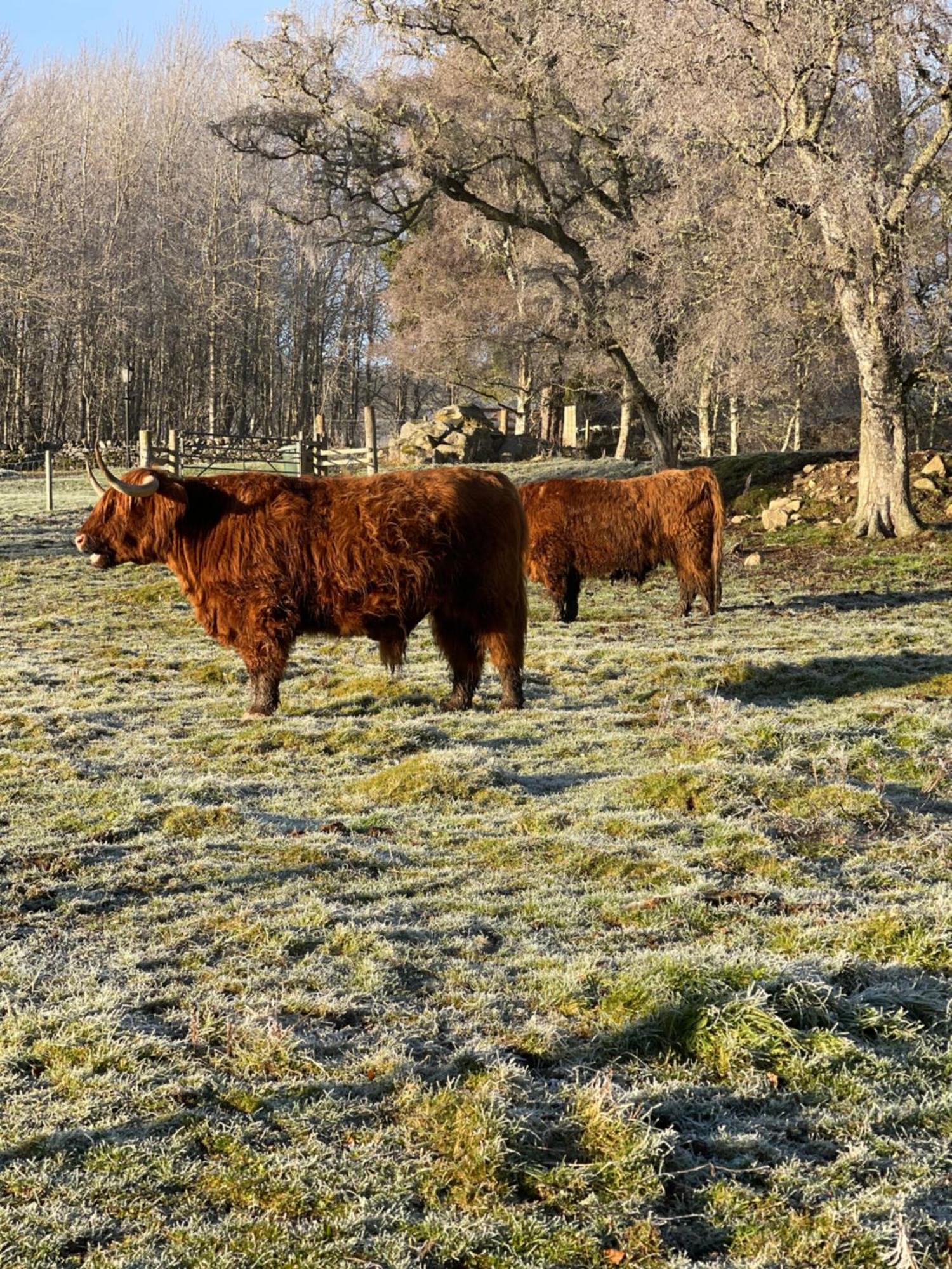 Coppice Cottage Grantown-on-Spey Экстерьер фото